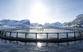 Eksporterte mindre sjømat i november